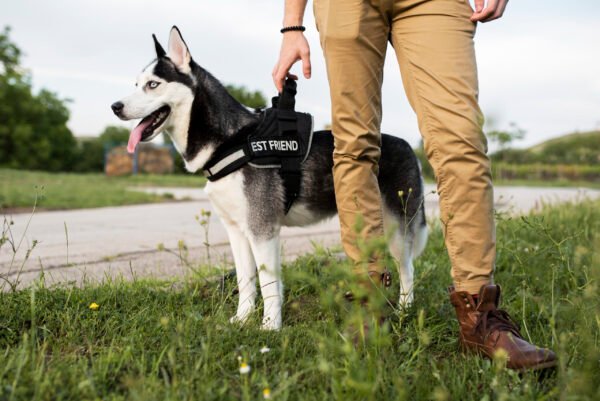 K9 Harness - Image 2